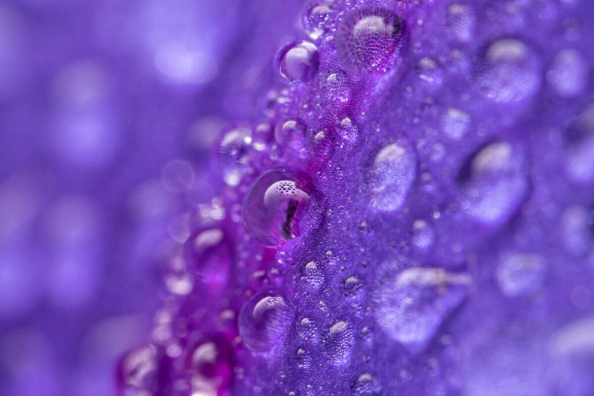 Water Droplets on a Petal Water Droplets on a Petal