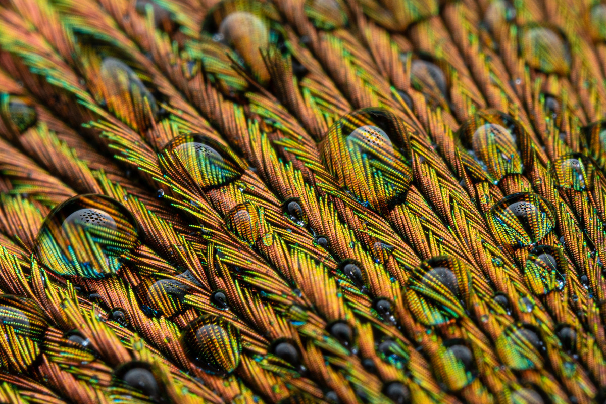 Water Droplets on a Feather Water Droplets on a Feather