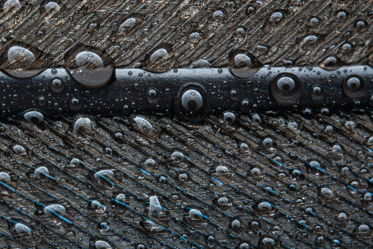 Water Droplets on a black Feather Water Droplets on a black Feather