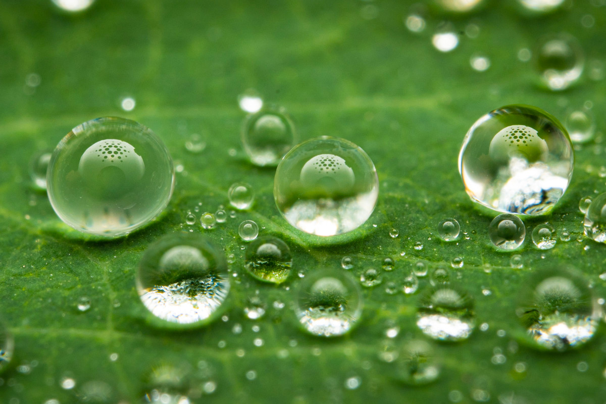 Water Droplets on a Leaf Water Droplets on a Leaf